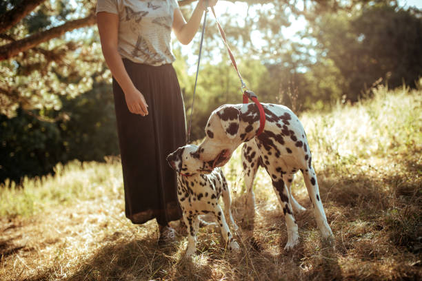 istock Young woman with dogs 1184650457