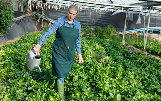 Female gardener taking care of malabar spinach in greenhouse, watering seedling with watering can