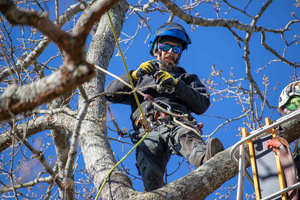 An arborist in climbing harness secures his rope while another arborist assists from a bucket lift. stock photo