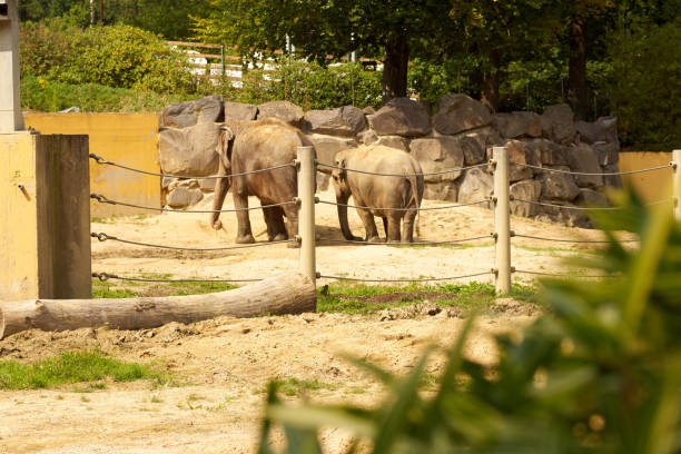 istock Animals in the zoo in Ostrava 1184652319