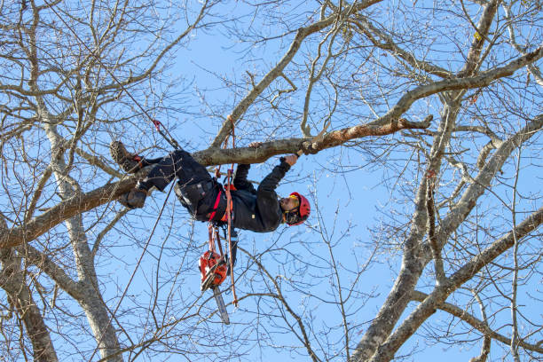 An arborist secured by ropes hangs from a tree while pruning a limb with a hand saw. stock photo