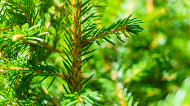istock Coniferous branches and young cones close up om a sunny day 1184653669