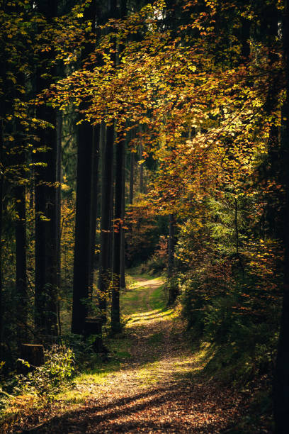 istock Sunbeams in the Autumn Forest 1184653810