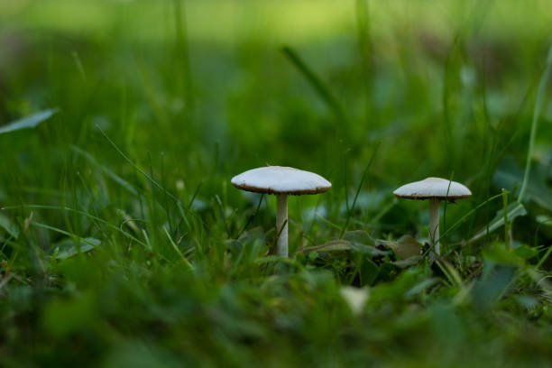 istock White Mushrooms In The Grass 1184654485