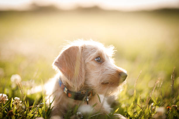 Puppies playing at the park