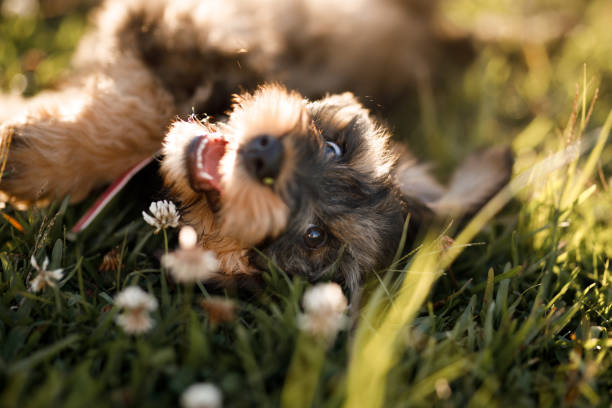 Puppies playing at the park