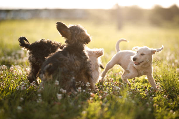 Puppies playing at the park