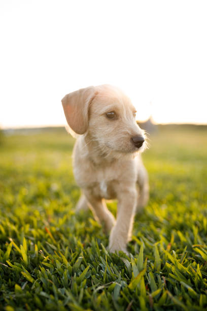 istock Puppies walking at the park 1184654771