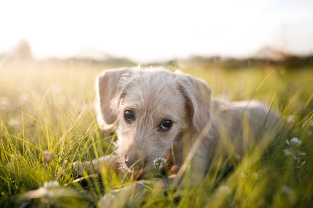 istock Puppies playing at the park 1184654833