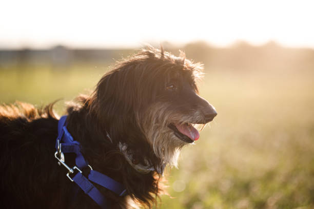 istock portrait of dog wearing harness 1184654835