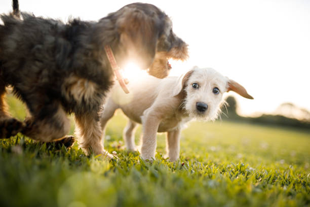 welpen spielen im park - two dogs stock-fotos und bilder