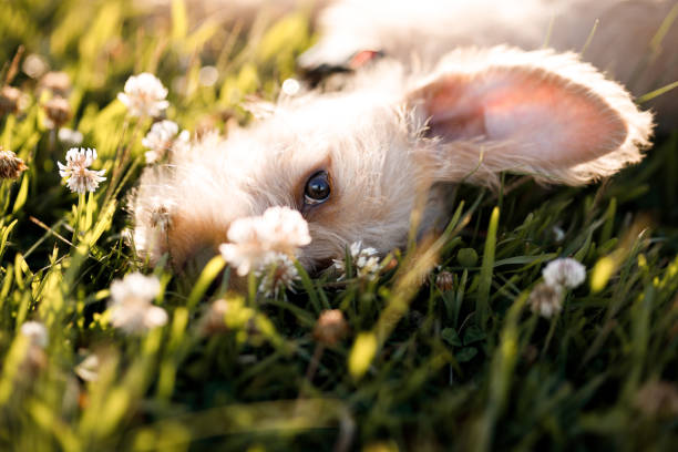 Adorable jack russell terrier dog looking at camera with cherry flower on nose and sitting in grass with white petals. Spring is coming mood concept