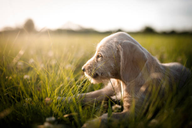 istock Puppy laying down on grass looking at sunset 1184654912