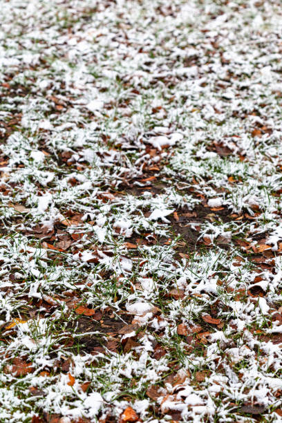 istock lawn with fallen leaves covered by the first snow 1184655687