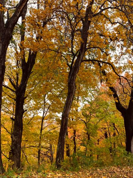 istock Shades of Fall 1184655926
