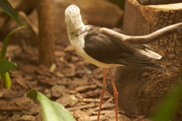 istock Animals in the zoo in Ostrava 1184656627