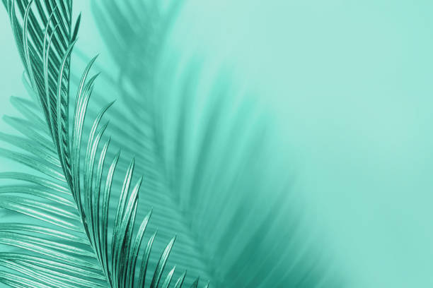 istock Curving palm leaf and its shadow. Monochrome natural background in mint green colors 1184656661