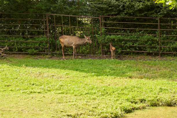 istock Animals in the zoo in Ostrava 1184657482