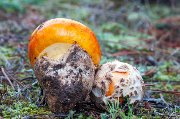 amanita caesarea mushroom amanita caesarea mushroom amanita caesarea stock pictures, royalty-free photos & images