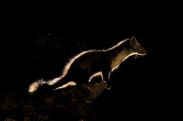 Stone marten - Martes foina nocturnal predatory forest animals stock photo