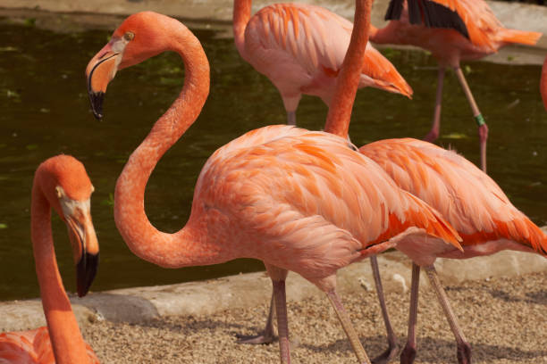 istock Animals in the zoo in Ostrava 1184658752