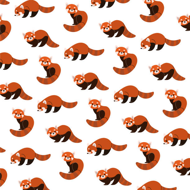 1,218 Red Panda Illustrations & Clip Art - iStock | Red panda baby, Red  panda cub, Red panda white background