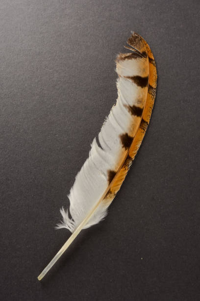 istock Close-up of feather plume 1184660122