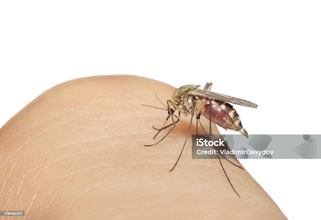 mosquito - Royalty-free Branco Foto de stock