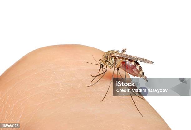 Mosquito - Fotografias de stock e mais imagens de Branco - Branco, Chupar, Figura para recortar