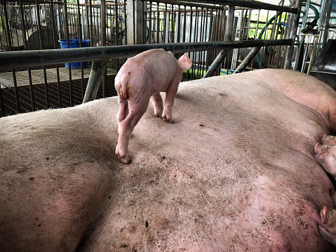 poor farming pig in asia