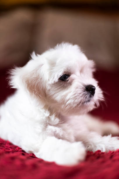 istock Cute small Maltese puppy lying on the bed 1184661503