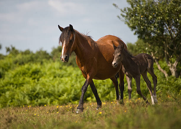Wild New Forest pony (Mare and foal) trotting  new forest stock pictures, royalty-free photos & images