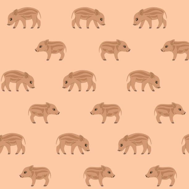 Hog Color Patterns 70+ Wild Hog Background Stock Illustrations, Royalty-Free Vector ...
