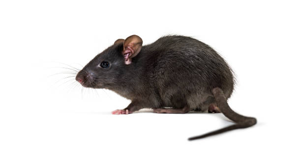istock Black rat, Rattus rattus, in front of white background 1184663304