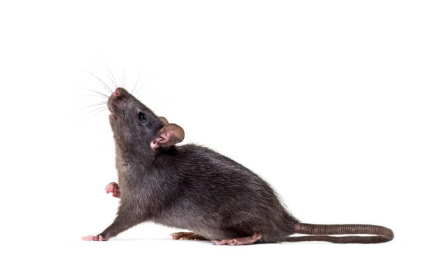 istock Black rat, Rattus rattus, in front of white background 1184663308