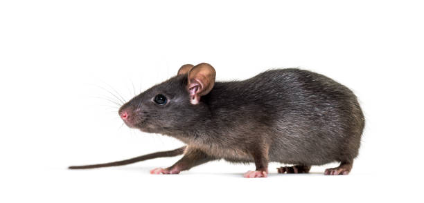 istock Black rat, Rattus rattus, in front of white background 1184663356