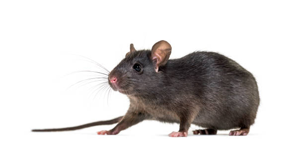istock Black rat, Rattus rattus, in front of white background 1184663500