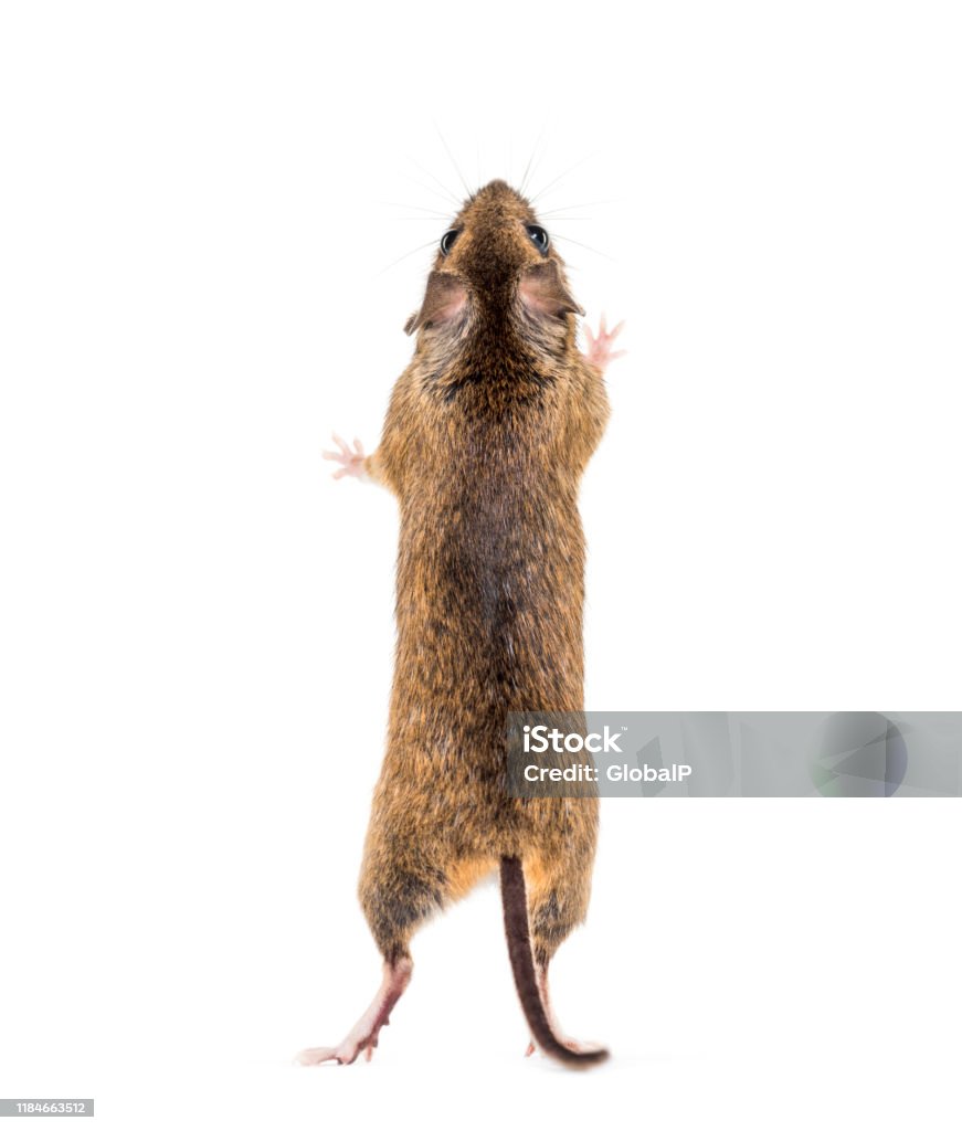ユーラシアネズミアポデムス種白い背景の前の後ろ足に 小型のネズミのストックフォトや画像を多数ご用意 小型のネズミ, 後ろ姿, 白背景
