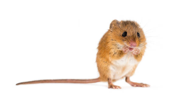 istock Eurasian harvest mouse, Micromys minutus, in front of white background 1184663534