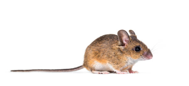 istock Eurasian mouse, Apodemus species, in front of white background 1184663542