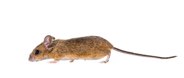 istock Eurasian mouse, Apodemus species, in front of white background 1184663547