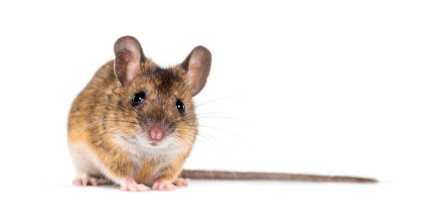 istock Eurasian mouse, Apodemus species, in front of white background 1184663556