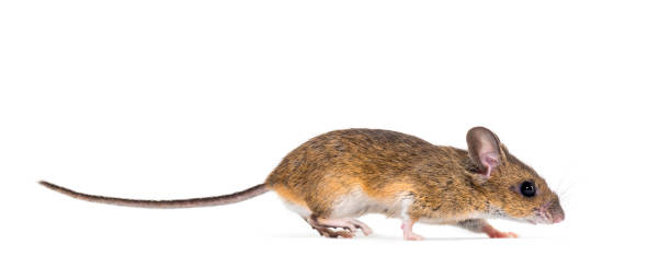 istock Eurasian mouse, Apodemus species, in front of white background 1184663563