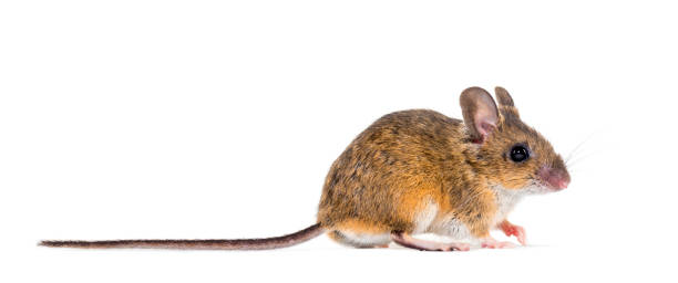 istock Eurasian mouse, Apodemus species, in front of white background 1184663579