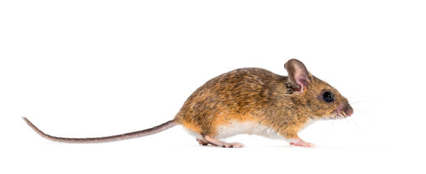 istock Eurasian mouse, Apodemus species, in front of white background 1184663592