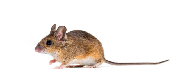 istock Eurasian mouse, Apodemus species, in front of white background 1184663596