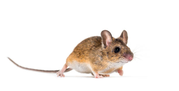 istock Eurasian mouse, Apodemus species, in front of white background 1184663598