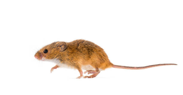 istock Eurasian harvest mouse, Micromys minutus, in front of white background 1184663607