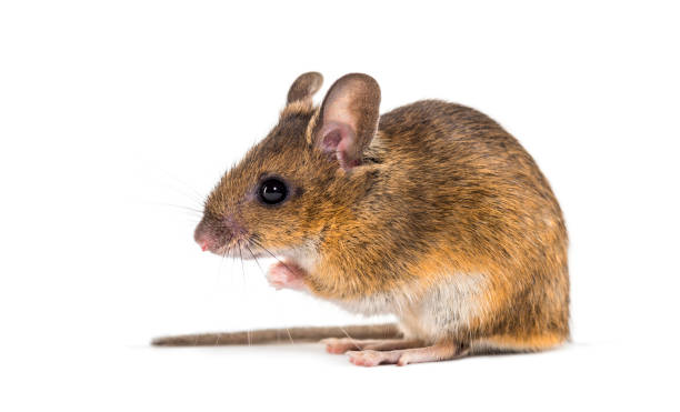 istock Eurasian mouse, Apodemus species, sitting in front of white background 1184663629
