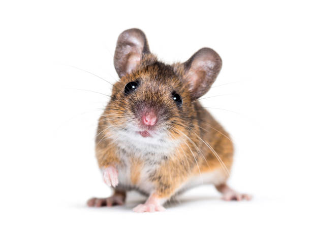 istock Eurasian mouse, Apodemus species, in front of white background 1184663635